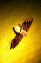 moth killed by fungus